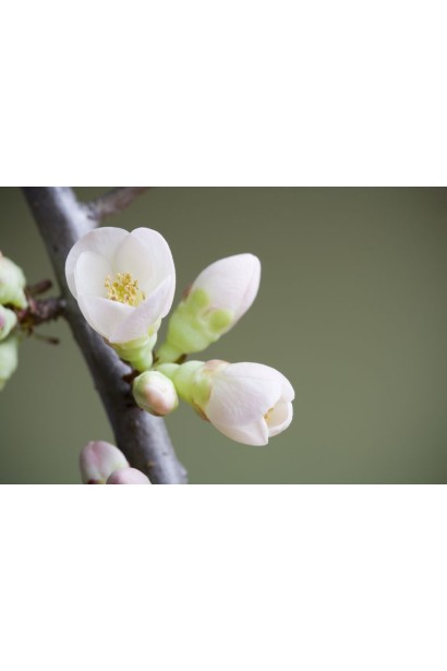 Груша колоновидна San Remi / Sanremi