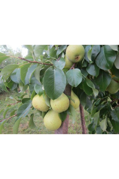 Груша колоновидна Санремі плоди