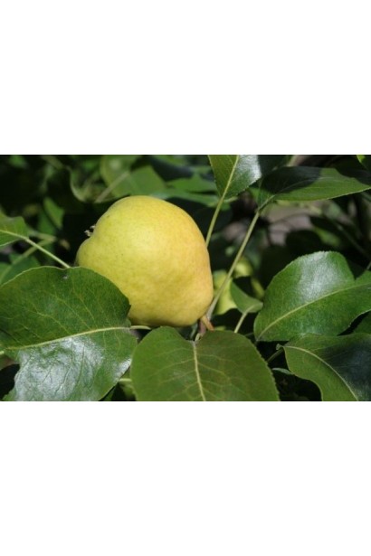 Груша осіння Санремі