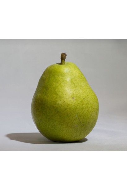 Pyrus columnar San Remi / Sanremi