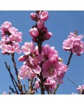 Нектарин колоновидный Рубис (ранний) | Нектарин колоновидний Рубіс (ранній) | Prunus percica / Nucipersica columnar Rubis