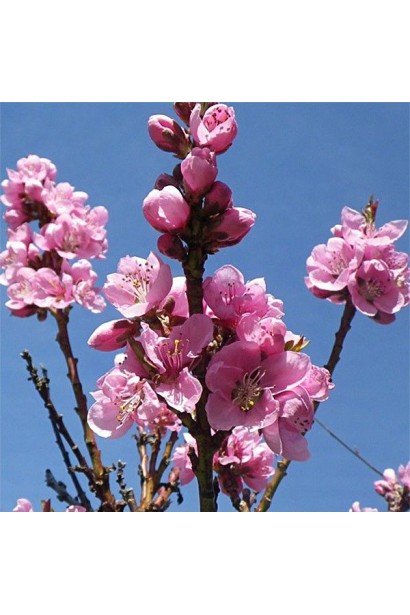 Рясне цвітіння нектарин колоновидний сорту Рубіс 