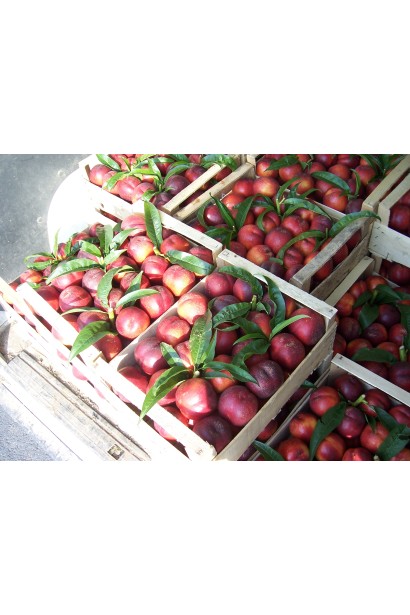 Нектарин колоновидний Рубіс плоди