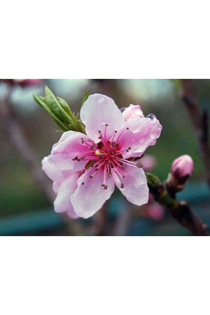 Нектарин колоновидний Рубіс (ранній) - привабливі рожеві квіти