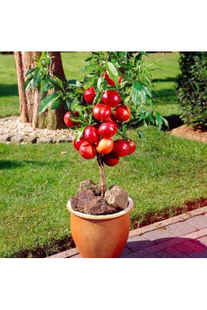 Колоновидне дерево нектарина сорту Рубіс із компактною кроною та дозрілими плодами