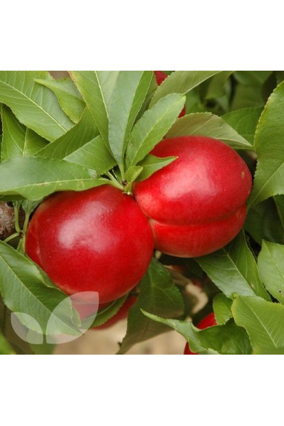 Нектарин колоновидний Рубіс плоди