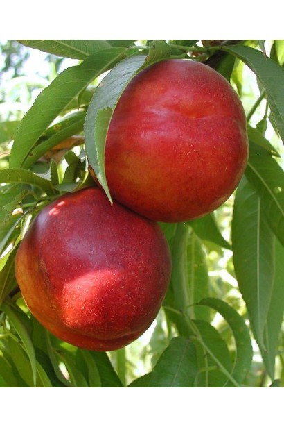 Prunus percica / Nucipersica columnar Rubis