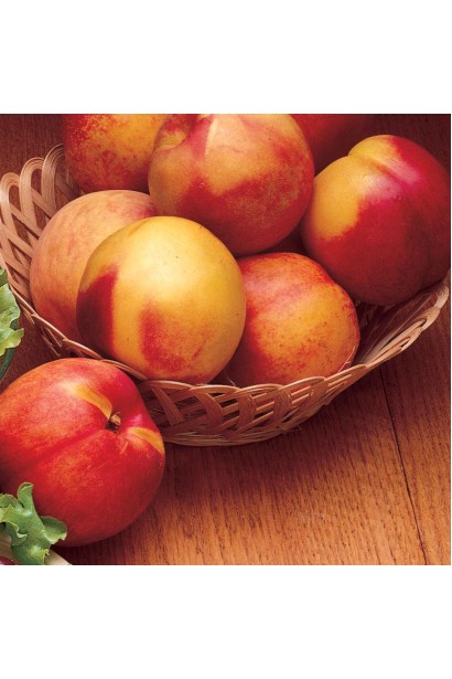 Нектарин колоновидний сорту Рубіс із гладкою червоно-жовтою шкіркою