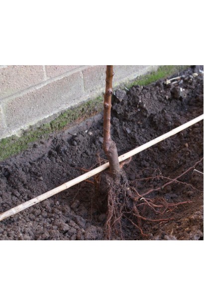 Відкрите коріння нектарину колоновидного Рубіс