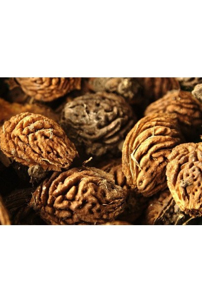 КІсточка нектарин колоновидний Рубіс