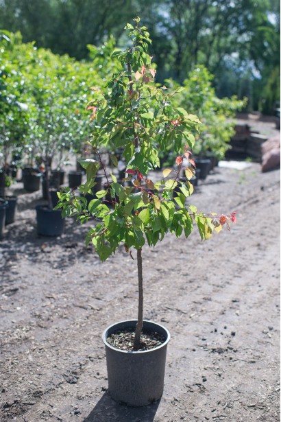 Саджанець нектарин колоновидний Фантазія (пізній)
