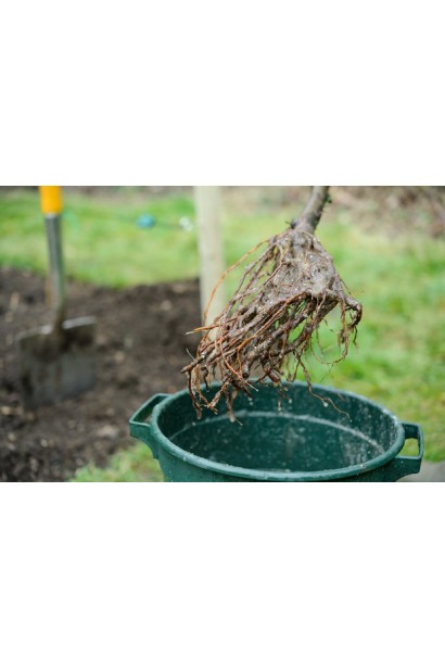 Відкрите коріння нектарину колоновидного Фантазія 