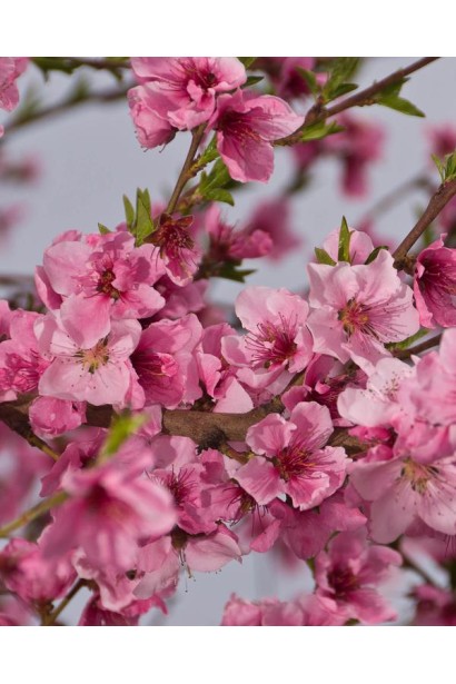 Рясне цвітіння нектарин колоновидний сорту Фантазія 