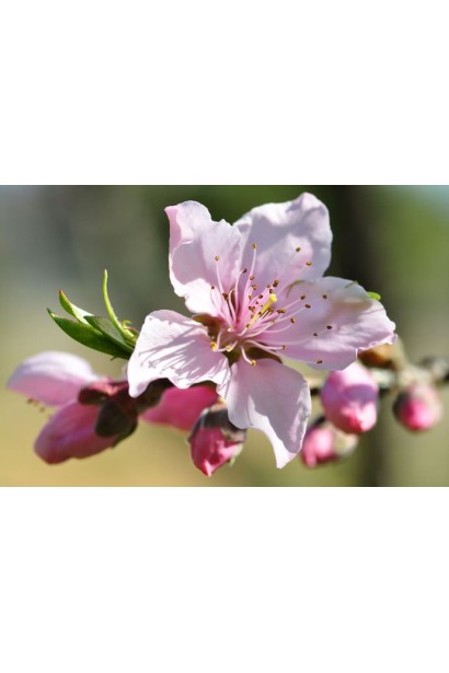 Нектарин колоновидний Фантазія (пізній) квітка