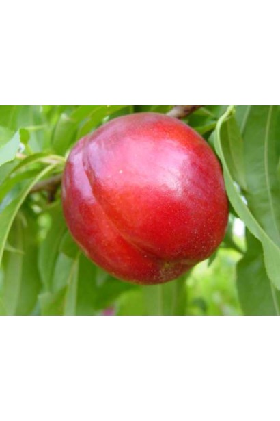 Плід нектарину Фантазія