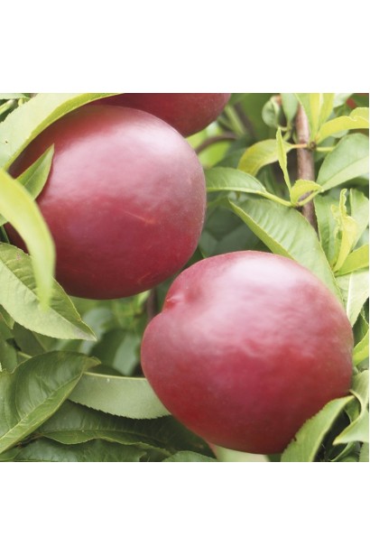 Нектарин колоновидний Фантазія (пізній) плоди