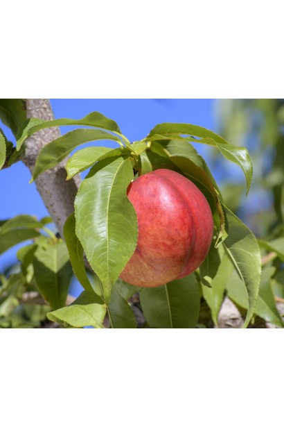 Prunus percica / Nucipersica columnar Fantasia