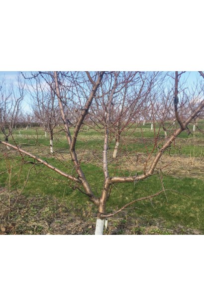 Персик домашній Донецький жовтий (середній)