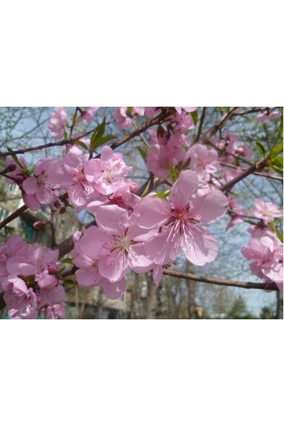 Квітучий саджанець персика Донецький жовтий у весняному саду