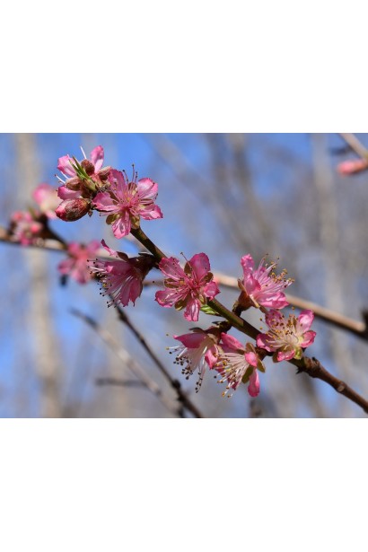 Яскраво-рожеві квіти персика Донецький жовтий у період цвітіння