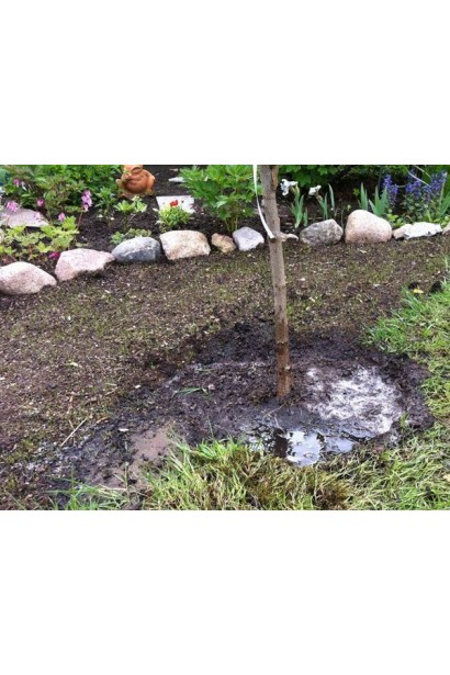 Персик домашній Донецький жовтий (середній)