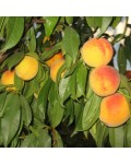 Персик домашній Донецький жовтий (середній) | Персик домашний Донецкий жёлтый (средний) | Prunus persica Donets`kyy zhovtyy