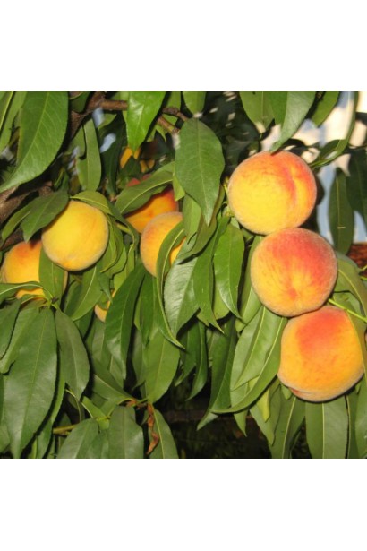 Персик Донецький жовтий середнього терміну дозрівання