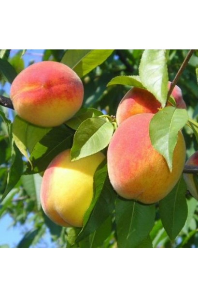 Персик Донецький жовтий — круглі плоди насичено-жовтого кольору