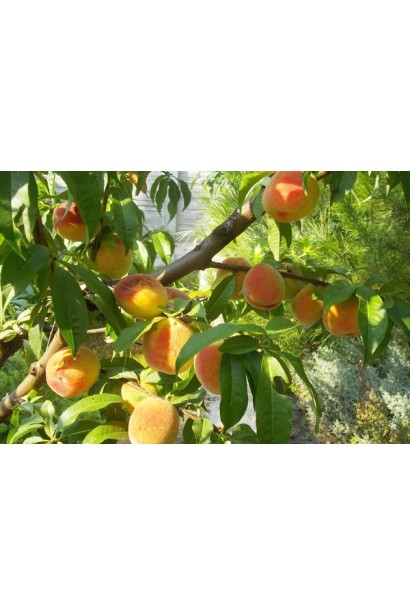 Жовті персики середнього терміну дозрівання сорту Донецький жовтий