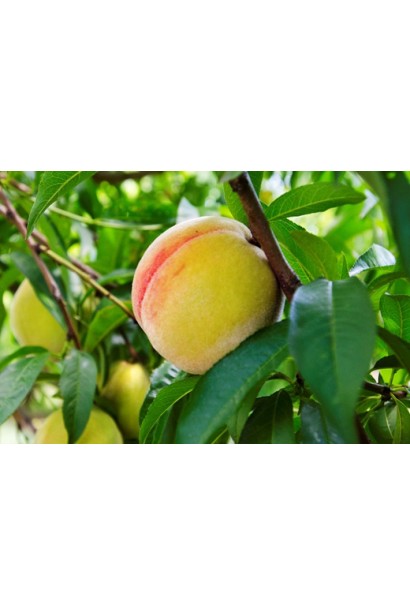 Персик жовтий Донецький — соковиті плоди з яскравим ароматом