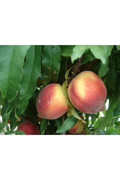 Плоды персика Золотой Триумф: небольшие, но невероятно вкусные и сочные.