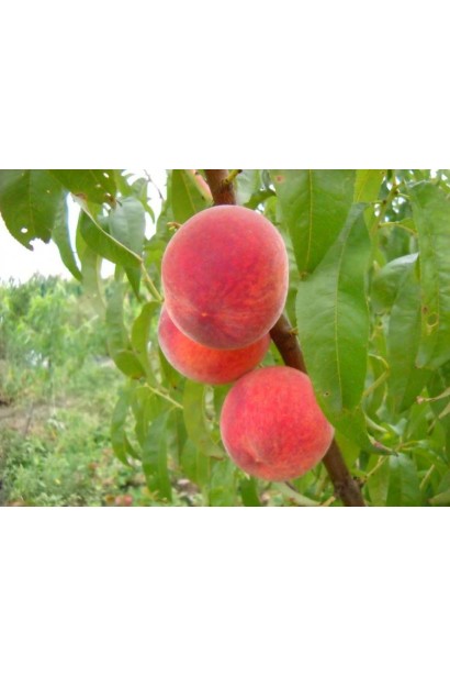 Плоды персика Золотой Триумф: сладкие, сочные и ароматные, идеальные для раннего уборки.