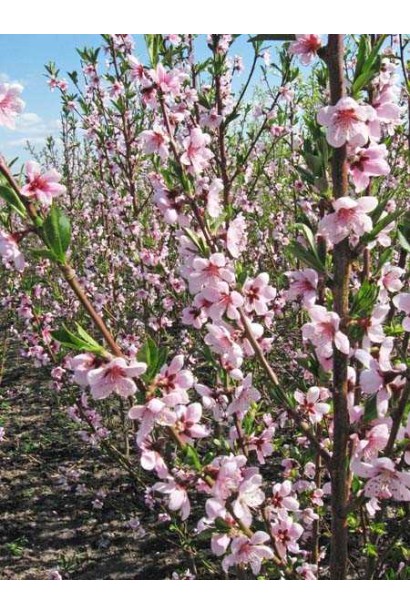 Цветки персика Золотой Триумф: нежные белые цветы, украшающие сад весной.