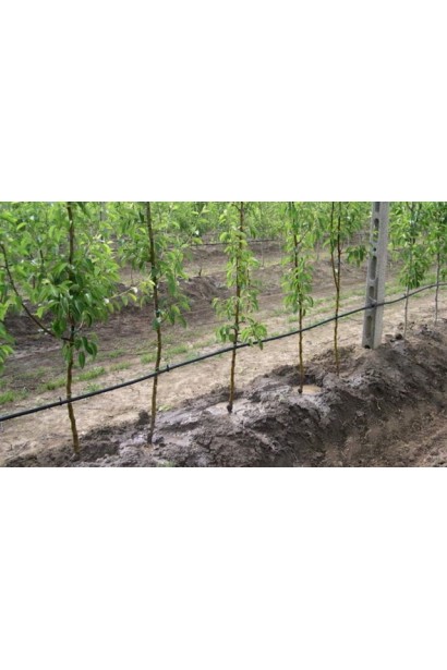 Золотой Триумф: колоновидная форма для экономии пространства.