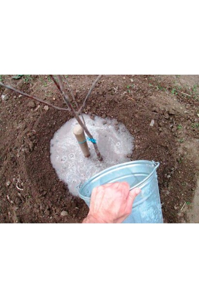 Посадка персика колоновидного