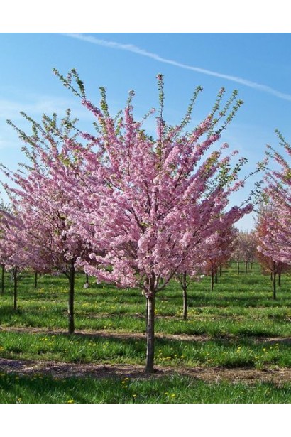 Дерево персика Онтаріо Вайс: міцне та продуктивне, ідеальне для саду.