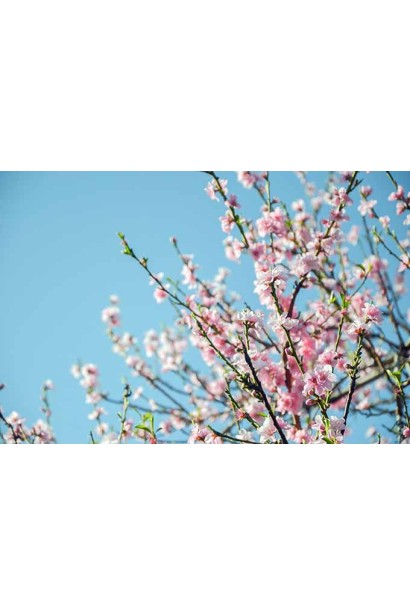 Квітучий персик Онтаріо Вайс: ніжні рожеві квіти прикрашають ваш весняний сад.