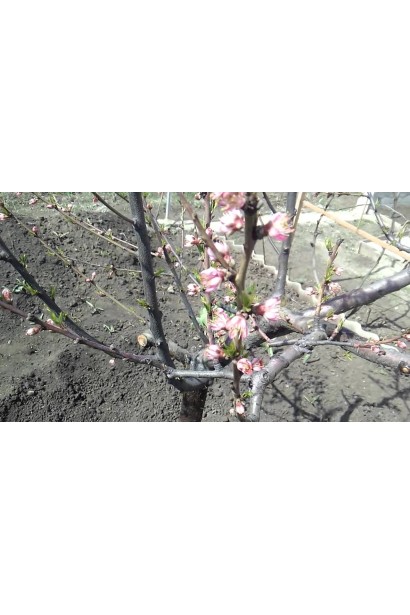 Квітучий персик Онтаріо Вайс: декоративність і майбутній врожай в одному дереві.