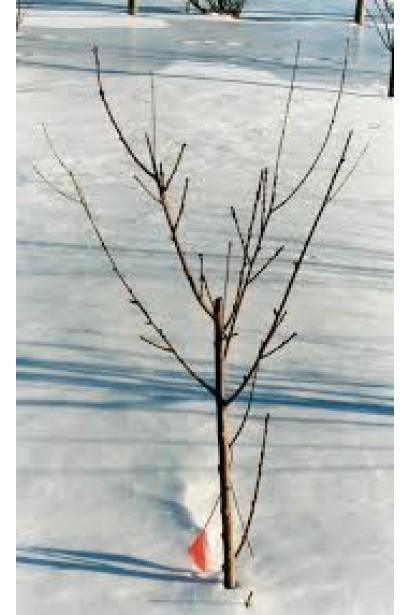 Саджанець Онтаріо Вайс – відмінний вибір для вирощування смачних фруктів у власному саду.