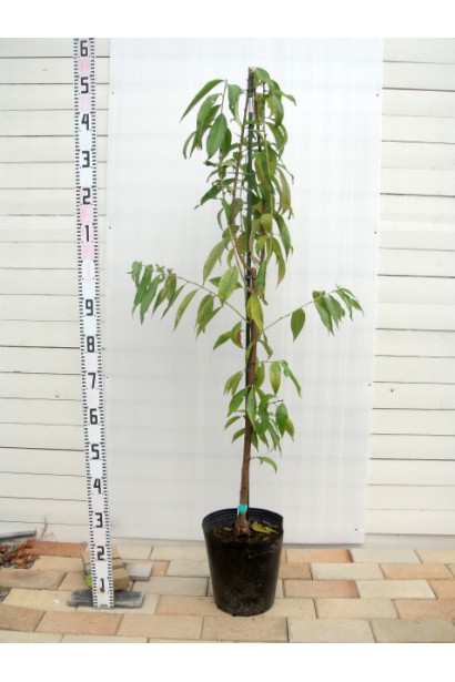 Саджанець Персик Онтаріо Вайс у контейнері, готовий до посадки.