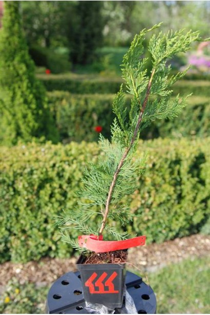 Кипарисовик Лейланда стрижений низький живопліт