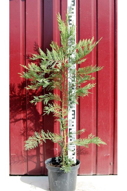 Кипарис Лейланда в горщику 3 л 60-80 см