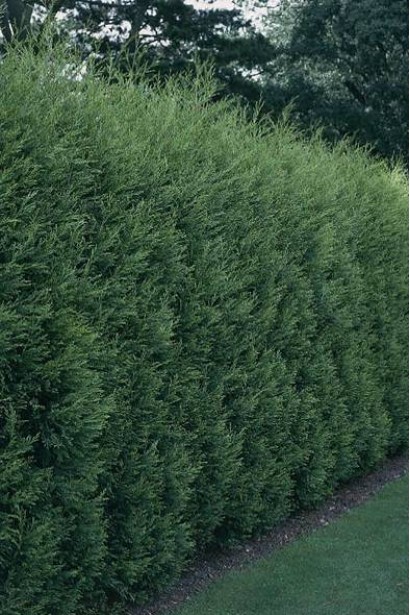 Купрессоципарис Лейланда зелений живопліт