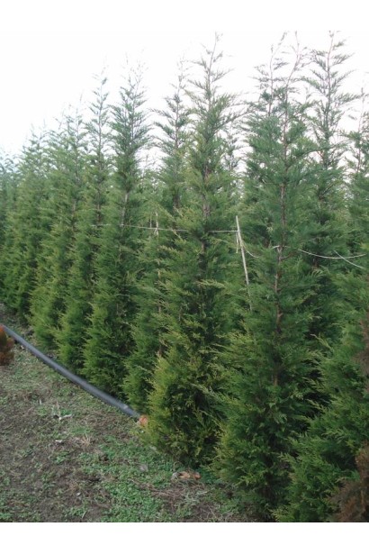 Купрессоципаріс Лейланда насадження в полі