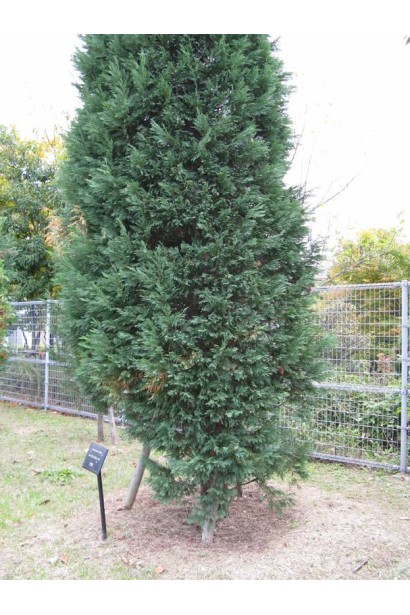Cupressocyparis leylandii