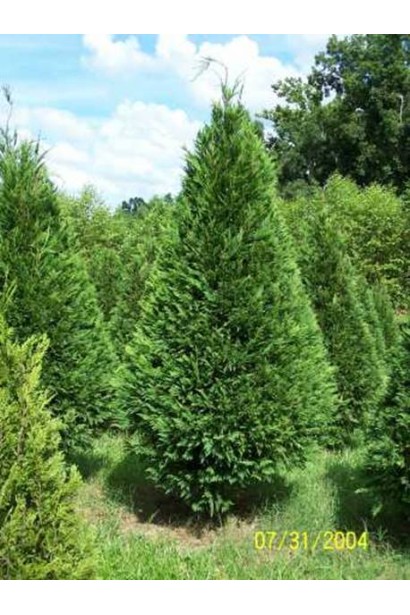 Кипарис Лейланда вічнозелене вузькоконічне дерево