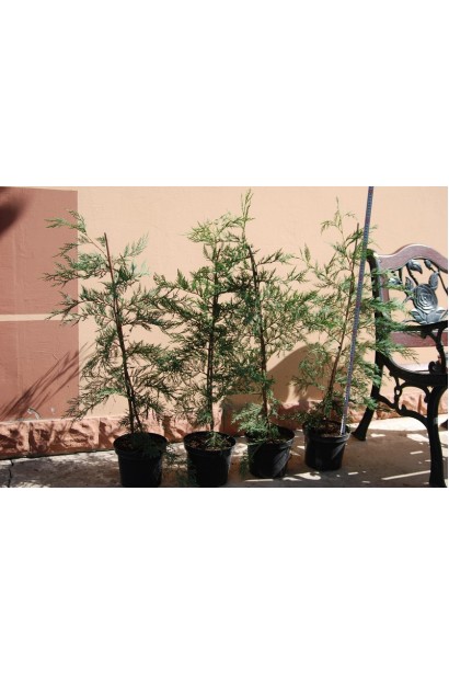 Придбати Купрессоципарис Лейланда