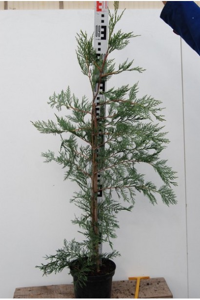 Cuprocyparis leylandii