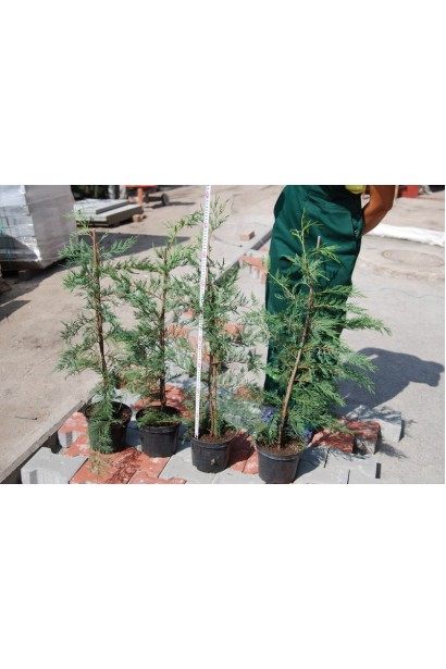 Cupressocyparis leylandii