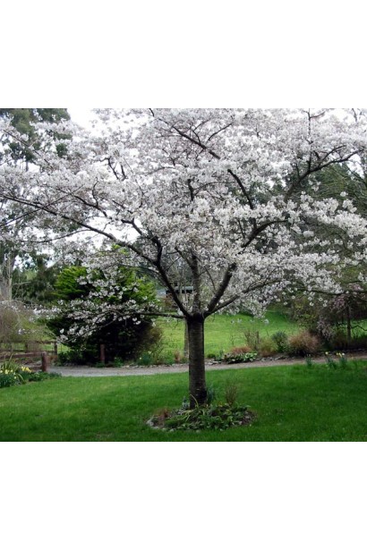 Prunus domestica Medova у саду